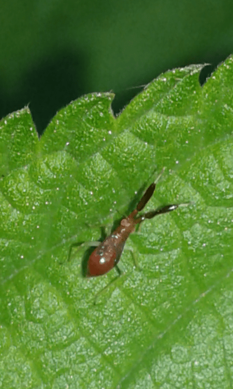 Miridae : ninfa di Heterotoma sp.?  S